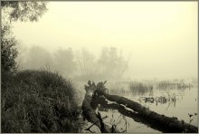 On the bloody swamps / ***