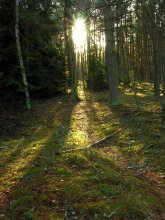 we keep the path in the woods / *****