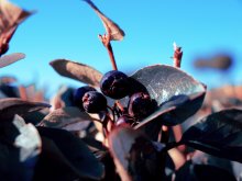 Berry / ***