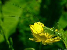 Grasshopper nymph / ***