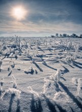 Winter Field / ***