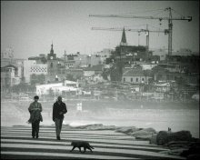 about the city and the black cat / ***