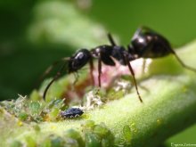 The Private Lives of aphids / ***