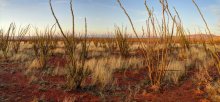 desert, in March, the evening ... / ***