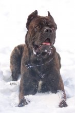 Italian Cane Corso. / ***