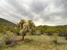 desert, in March, the bad weather .. / ***