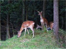 At the edge of forest / ***