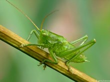 Singing grasshopper nymph / ***