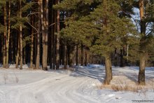 Pervomayskaya Grove / ***