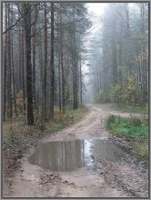 Morning in autumn forest / ***