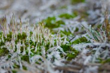 snow-covered moss / ...