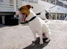 Milo from Rostov / ***