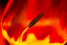 Ashes and the flames / ***