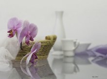 Morning with orchid / .................