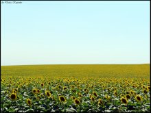 The solar field! / ***