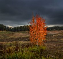 Rebellious autumn color / ***