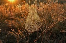 silver threads / *****
