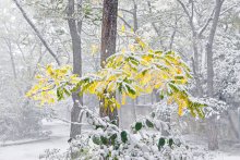a wonderful moment of winter / ***