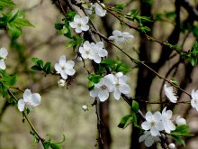 flowering plum / ***