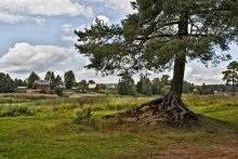 Clinging to the roots / ***