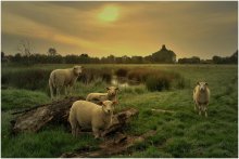 Sheep in the morning light. / Sheep in the spring morning light.