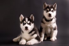 Husky / *********