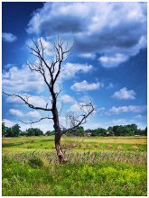 Rural Landscape / ***