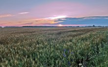 Over a field of rye blazing dawn ... / ***