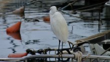 Mistress of buoys / ***