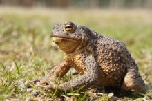 Toad / ***