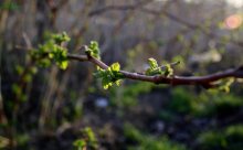 Spring / ***