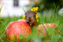 Squirrel and Apples / ***