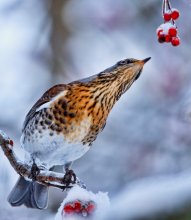 Winter Dessert / ***