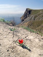 tsvetocheg vermillion / ***