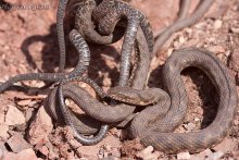 A lot of small or-breeding season is open / ***