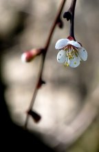 開花 アプリコット / ......