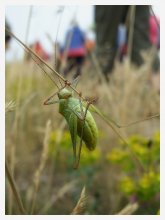 Grasshopper in ambush / ***