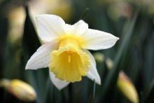 narcissus / ...