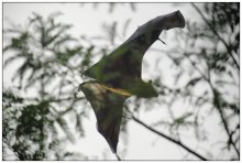 Pipistrello through the foliage. / ***