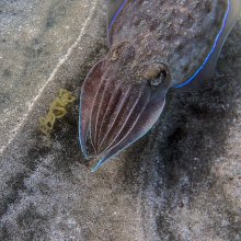 Portrait of a cuttlefish / ***