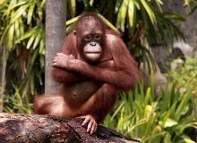 Orangutan / ***