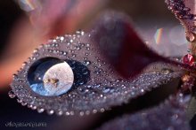 Dewdrop / ***