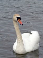 Swan / ***