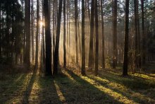 Morning in a Pine Forest / ***