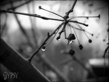 After the first rain / ***