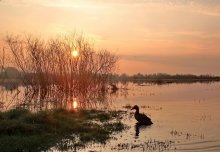 Morning on the flood plains of the Berezina / ***