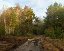 The road into the woods calling / ***