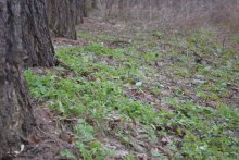 the first green leaves / ***