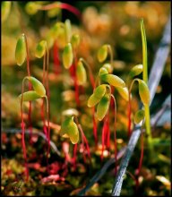 Tadpoles ... / ***