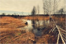 In the swamp / ***